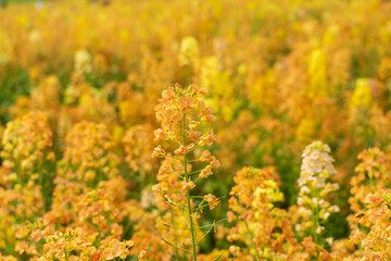 Colorful Rapeseed Flowers