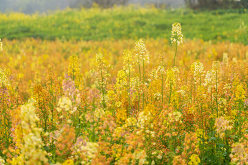 Colorful Rapeseed Flowers