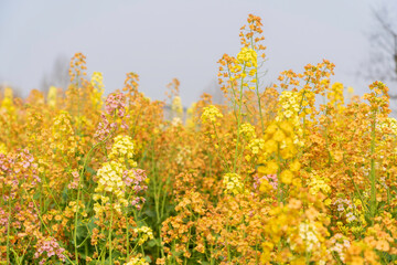 Colorful Rapeseed Flowers