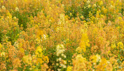 Colorful Rapeseed Flowers