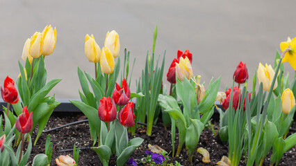 spring flower bed with blooming red and yellow tulips