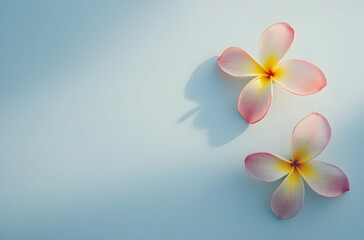 Naklejka premium Two Pink And Yellow Plumeria Flowers On A Soft Blue Background With Gentle Shadows And Soft Lighting. Floral Arrangement Details. Closeup Of Flowers. Tropical Bloom Natural
