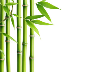 Lush Green Bamboo Stems and Leaves Against Transparent Background Symbolizing Nature and Serenity