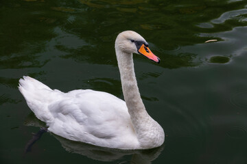 A graceful white swan swimming on a lake with dark water. The white swan is reflected in the water