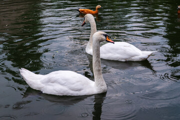 Two Graceful white Swans swimming in the lake, swans in the wild