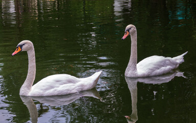 Two Graceful white Swans swimming in the lake, swans in the wild