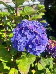Hydrangea in the sun