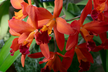 Orchid Fire Gem-Cattlianthe