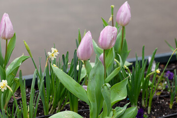 spring flowerbed with blooming tulips and daffodils