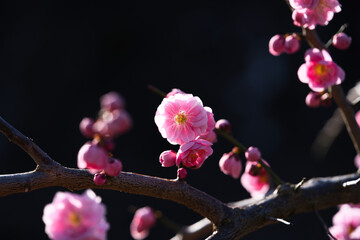 庭の枝垂れ梅のクローズアップ