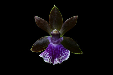 Orchid Honolulu Baby-Zygopetalum Debbie De Mello