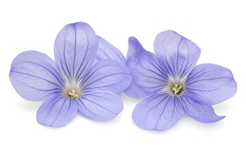 Obraz premium Close-up of delicate light purple flax flowers isolated on white background. Possible use Floral background for product photography or nature themed design