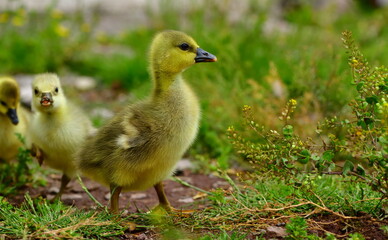 baby goose 1330