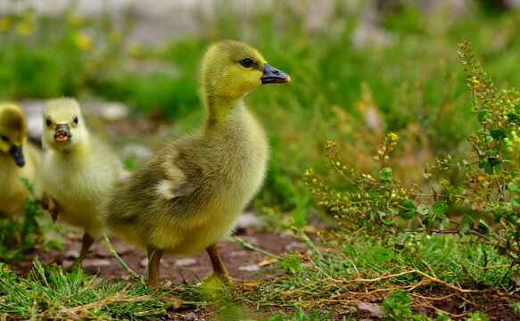 baby goose 1330