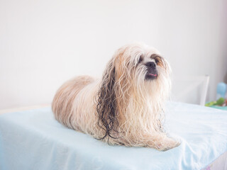 Wet long-haired Shih Tzu dog after bath on grooming table.
