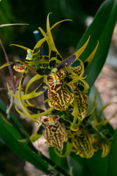 Orchid Mystic Maze-Bracidostele Gilded Tower