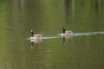 Geese remind us that sometimes, the best way forward is to float and trust the current beneath us,...