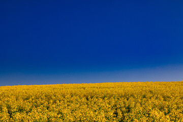 Fototapeta premium Canola field with blue sky