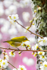 梅とメジロ