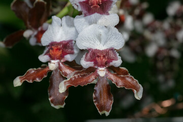 Orchid pacific pagan kilauea-Oncidium