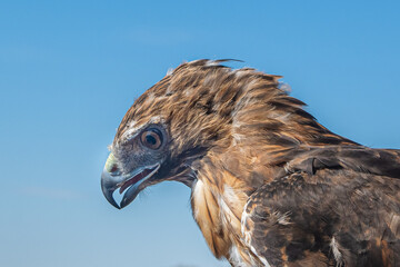 In the eyes of a bird, we see the wildness of the sky, the stories of the winds, and the secrets of the earth, Georgia, United States of America