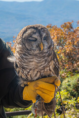The owl awake in the day is proof that wisdom knows no schedule, Georgia, United States of America
