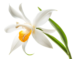 Elegant White Orchid With Yellow Accent