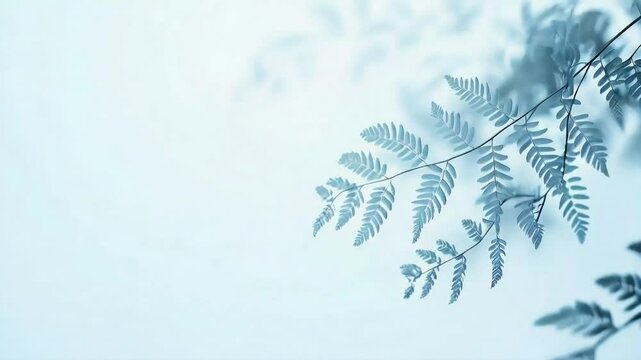Fern branch shadow, light blue background, nature backdrop, website header