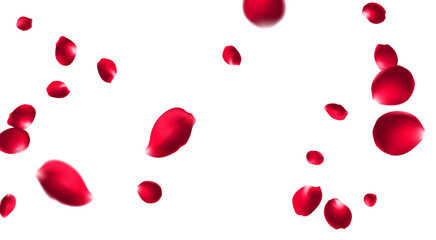 Rose petals or sakura flying petals, romantic background with realistic pink cherry flower petals flow or falling motion. Love, romance, floral spring season