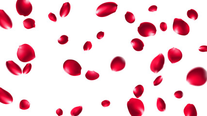 Rose petals or sakura flying petals, romantic background with realistic pink cherry flower petals flow or falling motion. Love, romance, floral spring season