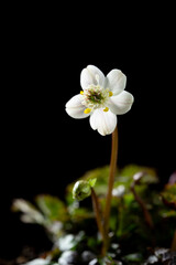 バイカオウレン　Coptis quinquefolia