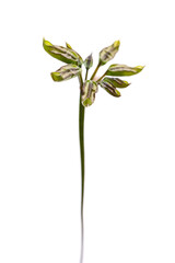 Fototapeta premium バイカオウレンの袋果 Coptis quinquefolia