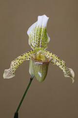 Orchid Paphiopedilum Swinburnei