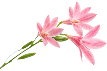 Fototapeta premium Delicate Pink Flowers Arrangement