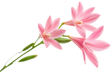Delicate Pink Flowers Arrangement