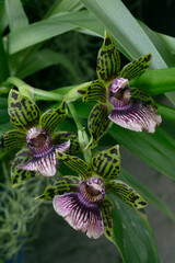 Orchid- Galeopetalum Starburst Parkside