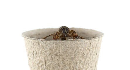 A European mole cricket, Gryllotalpa gryllotalpa, is shown in a small cup on white.