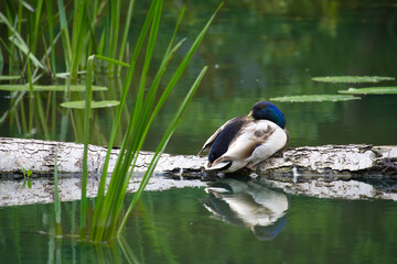 Solitary Mallard Duck Resting on Log in a Serene Green Pond