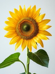 Obraz premium Vibrant sunflower bloom nature floral photography indoor close-up