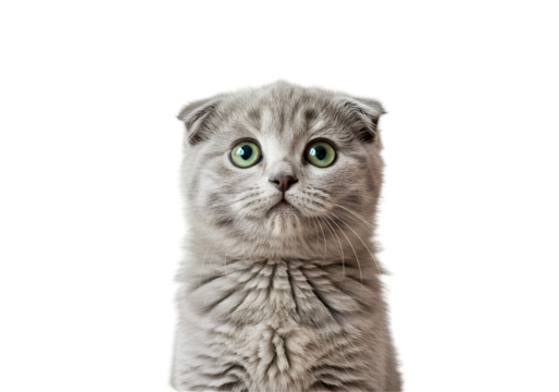 Gray Scottish Fold Kitten with Surprised Expression on Transparent Background