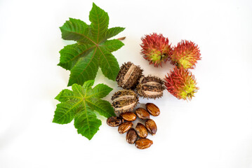 Organic ricinus communis oil with castor fruits, seeds and leaf isolated on white background