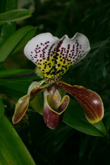 Orchid- Paphiopedilum milmoore