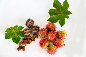 Organic ricinus communis oil with castor fruits, seeds and leaf isolated on white background