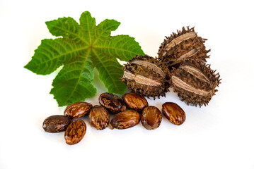 Organic ricinus communis oil with castor fruits, seeds and leaf isolated on white background