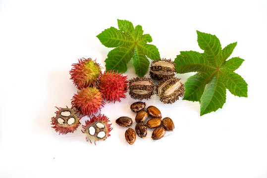 Organic ricinus communis oil with castor fruits, seeds and leaf isolated on white background