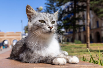 Eine grau weisse Strassenkatze frontal auf einer Mauer liegend