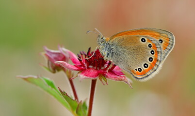 Coenonympha leander 1336