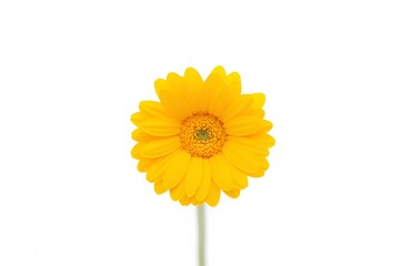 Naklejka premium daisy