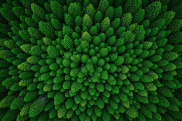 aerial view of a lush green forest1