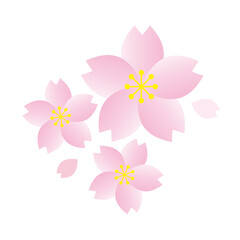 Obraz premium 桜と花びらのイラスト